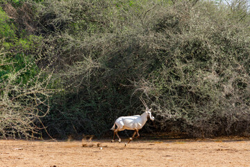 Arabian oryx or white oryx