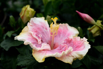 Pink hibiscus flower