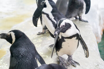 Obraz premium penguin