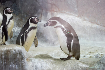 two penguins play on an ice floe