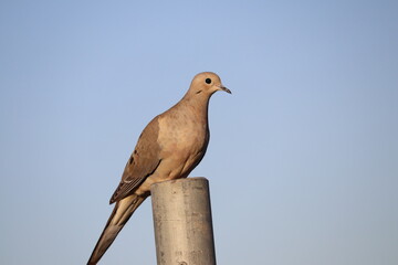 Mourning dove perched on fence 