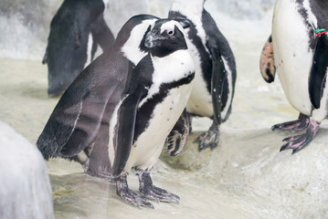 little penguins