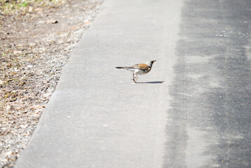 a bird on the asphalt