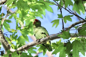 Endangered Red headed Amazonian green parrot
