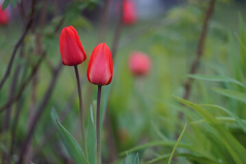 red tulips