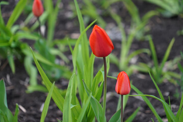 red tulips in the green grass