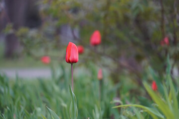 red tulips in the meadow