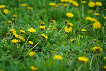 yellow flowers on green grass