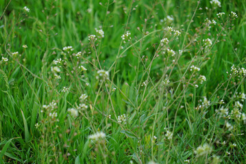 white flowers on green grass