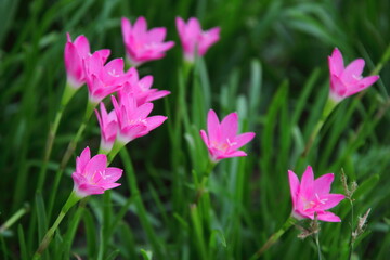Obraz premium Bright pink flowers of Rain lily or Zephyranthes lily and blur green leaves background in nature. Another name is Fairy Lily, Atanasco Lily.