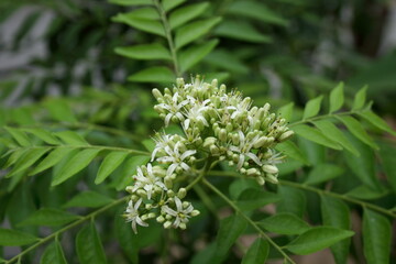 Young flowers of curry leaves  on branch (some flower blooming) and branches of green leaves background.