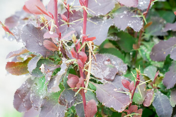 red bushes in dew drops macro