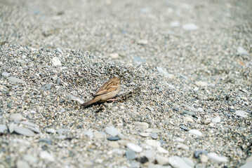 grey sparrow on the sand