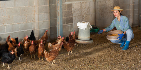 Focused kazakh woman working on a farm feeds laying hens with corn kemels while squatting in a...