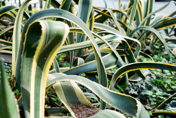agave