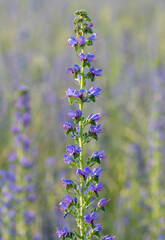 Purple viper's-bugloss (Echium plantagineum) flowering in the summer. Blooming Paterson's curse plant.