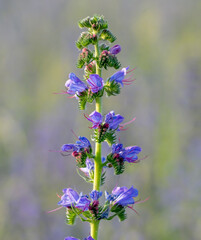 Purple viper's-bugloss (Echium plantagineum) flowering in the summer. Blooming Paterson's curse plant.