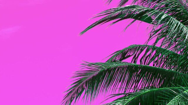 Coconut palm leaves blowing in a gentle tropical breeze with a pink background which is keyable and can be replaced with your backdrop