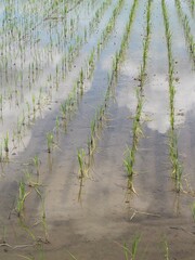 田植えが終わった田んぼ