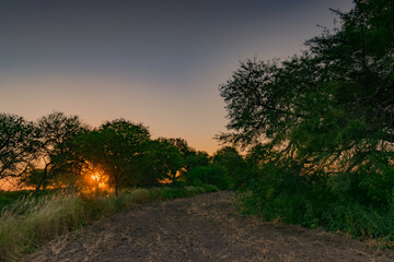 atardecer de verano, sol entre medio de los arboles en campo con la tierra arada