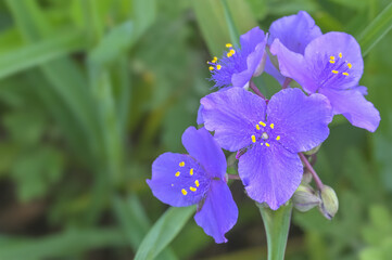 ムラサキツユクサの花(Spiderwort Flower)