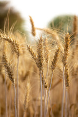 Ears of golden wheat, Agriculture farm and farming concept