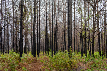 Obraz premium Pine forest Phu kradueng mountain in Loei in Thailand Resurrected after being burn.