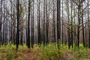 Pine forest Phu kradueng mountain in Loei in Thailand Resurrected after being burn.