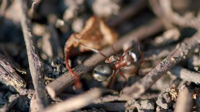 Ants are eusocial insects. Fire ants swarm.