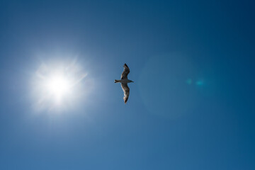 Seagull flying freely in sunny weather