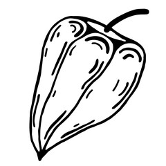 Physalis vector icon. Isolated illustration on a white background. Hand-drawn doodle. Thin black contour of the plant. Botanical sketch. Monochrome. Berry outline. Chinese lantern.