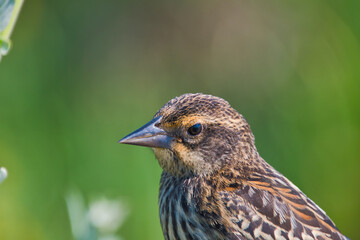 A portrait of a female red-winged blackbird.  Burnaby BC Canada
