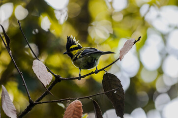bird on a branch