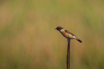 Common Stonechat (Saxicola torquatus) sitting on branch, seen in a India.
