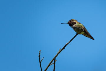 Tiny Ruby-throated Hummingbird perched on a tree branch and blue sky background with copy space