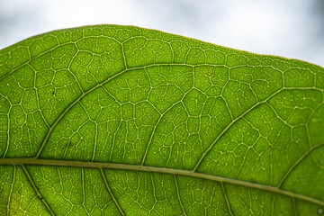 green leaf texture