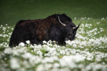 Clear sunny summer day. A huge brown yak stands sideways in white flowers. The head of a large bull is slightly turned. The animal is molting. Close-up. Free grazing in the Elbrus region.