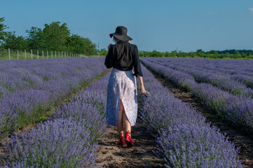 Fototapeta premium Woman in a straw hat in the blooming lavender field from the back