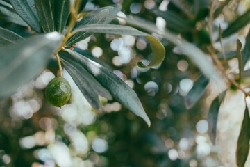 Newly growing young green olive on an olive tree during the sunny day