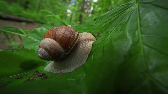 A close-up video of a small snail crawling on the forest floor after the rain. The small creature moving slowly on the big green leaf, crawling through the hole and eventually disappearing behind it.
