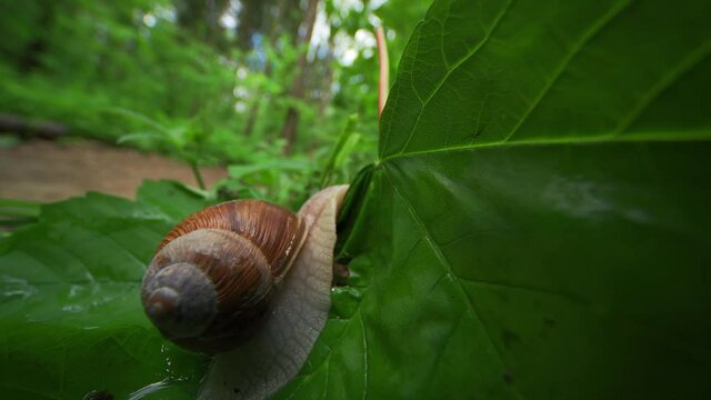 A close-up video of a small garden snail crawling on the forest floor after the rain. The small creature moving slowly on the big green leaf folding it and eventually disappearing behind it.