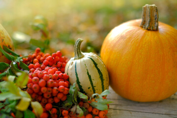  Pumpkins and rowan bunches in a sunny autumn garden.Farmed organic pure vegetables.autumn season. Pumpkin harvest.