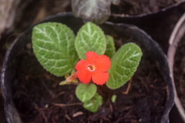 flower in the garden