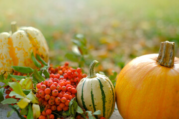Pumpkin harvest. Pumpkins and rowan bunches in a sunny autumn garden.Farmed  vegetables.autumn season. 