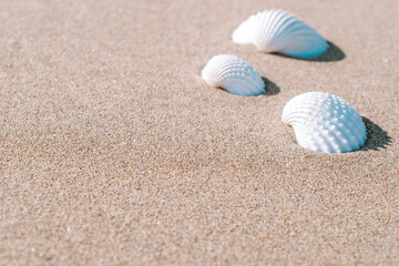 Fototapeta na wymiar Hello summer with seashells, starfishes on sand ocean beach background. Exotic beach with copy space.
