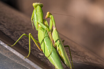 Mating of a pair of praying mantises. Close up of pair of European mantis or Praying mantis copulating in nature.