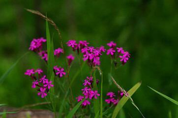 flowers in the meadow