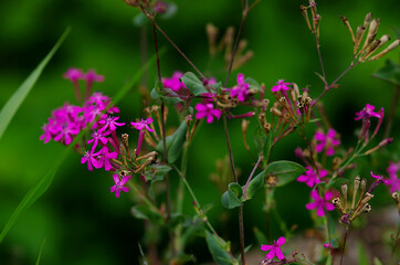 flowers in the meadow