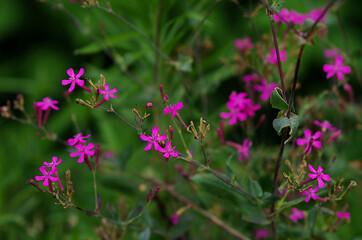 flowers in the field