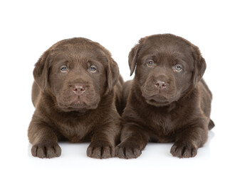 Two young puppies Chocolate Labrador Retriever looks at camera in front view. isolated on white background